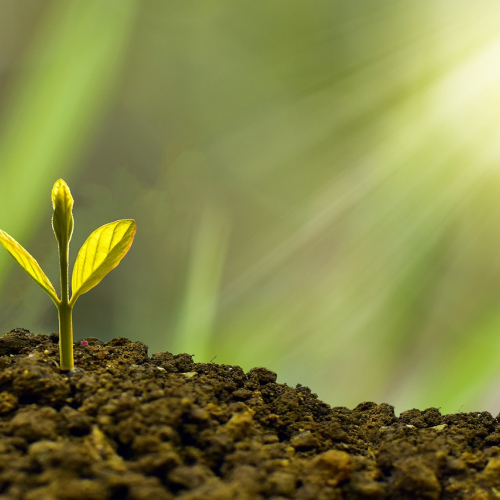 Mindful Wealth Meditation Audio
